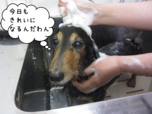 シャンプー中ミニチュアダックス