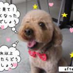 笑顔トイプードル