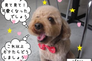 笑顔トイプードル