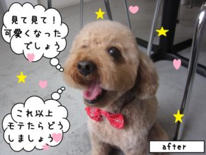 笑顔トイプードル