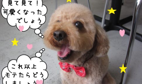 笑顔トイプードル