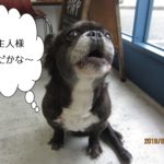 窓際ミックス犬