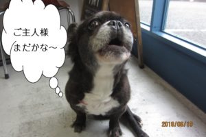 窓際ミックス犬