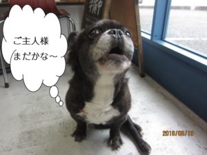 窓際ミックス犬