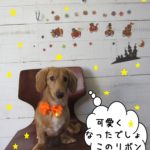 おすましミニチュアダックス