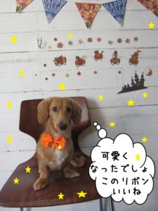 おすましミニチュアダックス