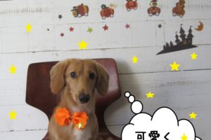 おすましミニチュアダックス