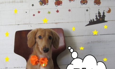 おすましミニチュアダックス