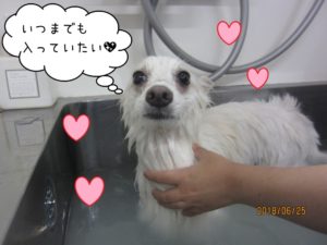 スパ中スピッツ