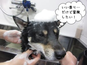 シャンプー中黒柴犬