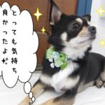 すっきりチワワ