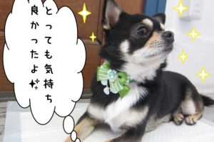 すっきりチワワ