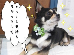 すっきりチワワ