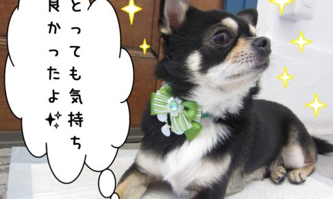 すっきりチワワ