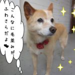 キラキラミックス