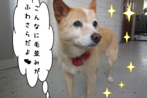 キラキラミックス