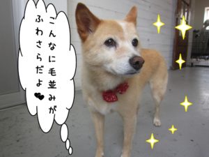 キラキラミックス