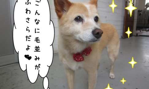 キラキラミックス