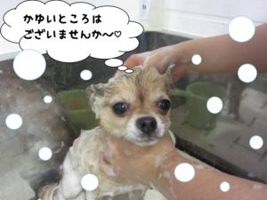 シャンプー中チワワ