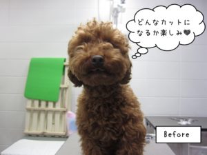 カット前トイプードル