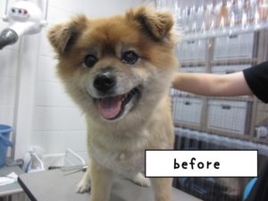 ミックスカット前