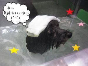 スパ中トイプードル