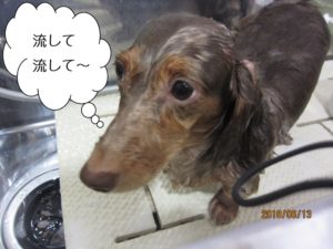 シャンプー中ミニチュアダックス