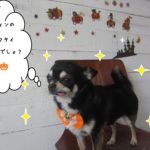 おすましチワワ