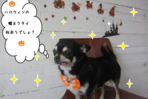 おすましチワワ