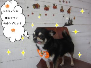 おすましチワワ