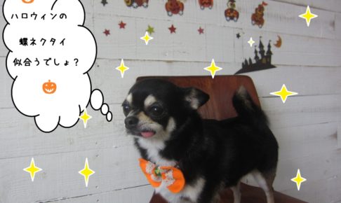 おすましチワワ