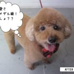 笑顔舌出しトイプードル