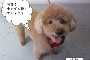 笑顔舌出しトイプードル