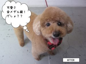 笑顔舌出しトイプードル