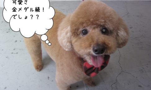 笑顔舌出しトイプードル