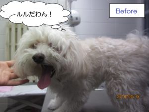 カット前マルチーズ