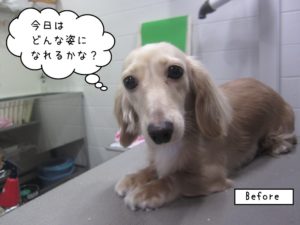 カット前トイプードル