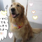 ご機嫌ゴールデンレトリーバー
