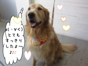 ご機嫌ゴールデンレトリーバー