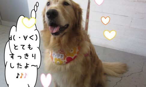 ご機嫌ゴールデンレトリーバー