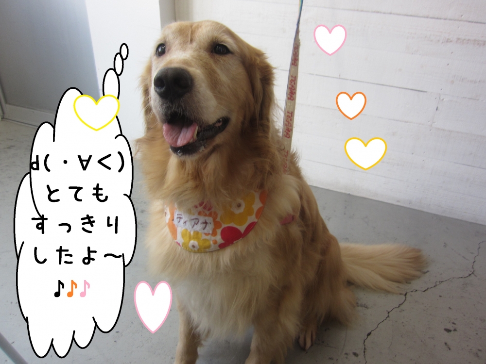 ご機嫌ゴールデンレトリーバー