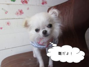 施術後チワワ