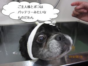 スパ中ミックス犬