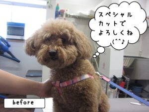カット前トイプードル