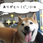 笑顔柴犬
