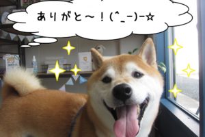 笑顔柴犬