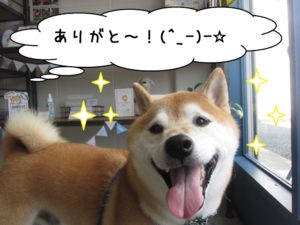 笑顔柴犬