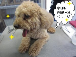 カット前トイプードル