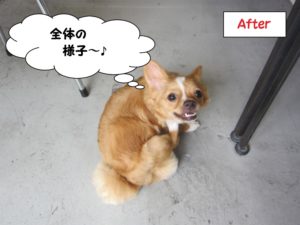 カット後チワワ