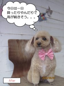 おすわりトイプードル